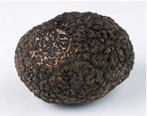 French Black Winter Truffle Tuber melanosporum vittadini