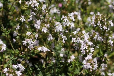 flowering thyme