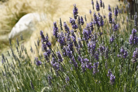 lavender garden