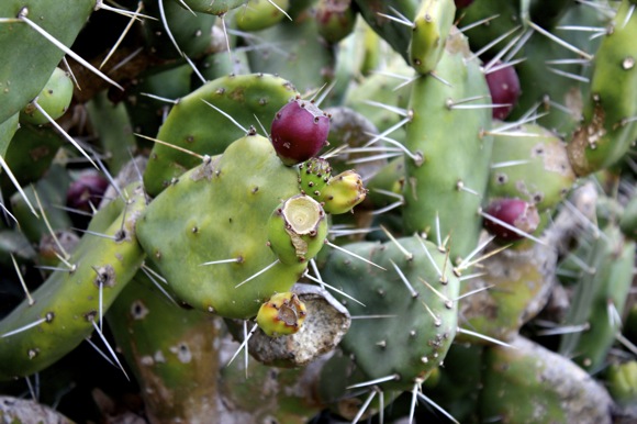 prickly pear cactus, opuntia, nopales