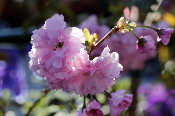 kwanzan flowering cherry