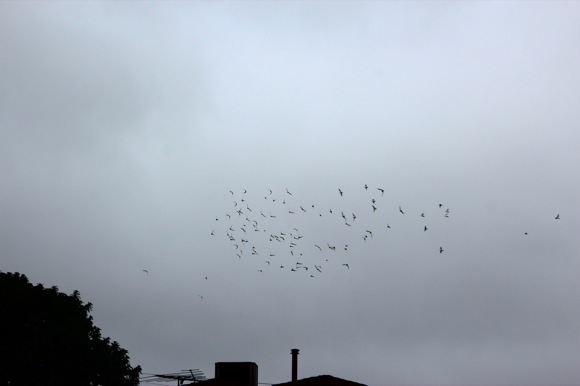 doves returning home