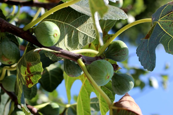 california figs