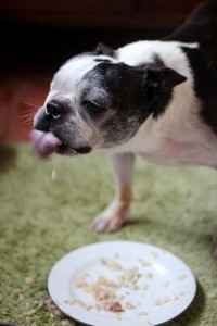Doggie ♥ Treats