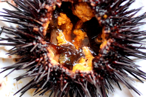 how to open clean fresh uni, sea urchin