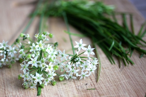 chive blossoms