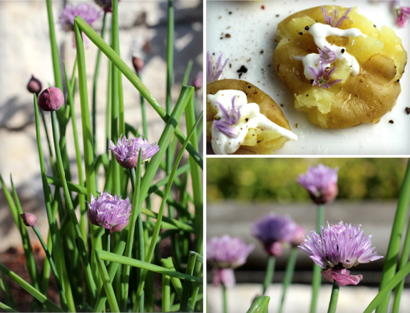 Precious Potato Bites ~ Truffle Oil, Sour Cream, Chive Blossoms
