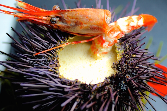 Sea Urchin Bisque