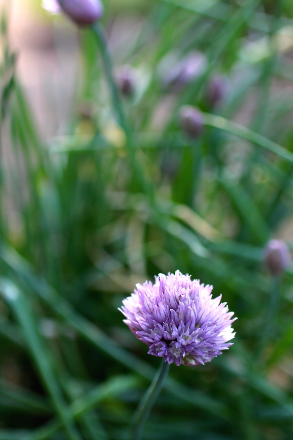 Chives in the Garden