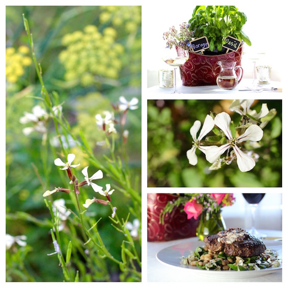 Edible Arugula Flowers Recipe 