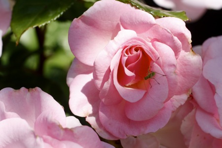 kimberlina rose