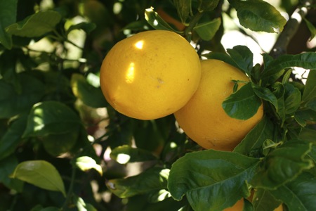 meyer lemon tree