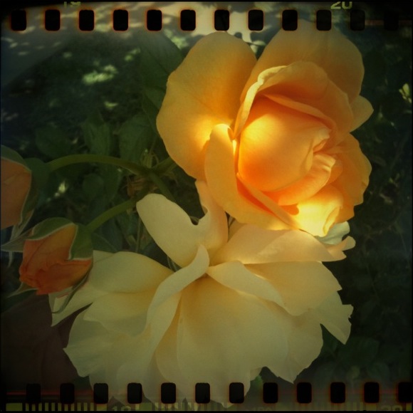 julia child floribunda roses