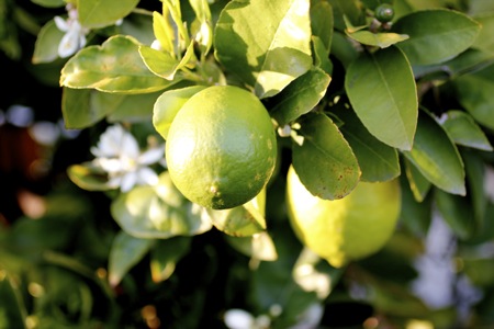 lime tree, persian lime