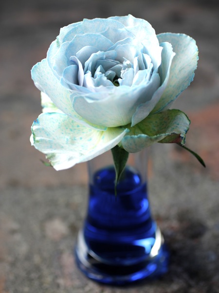 blue+rose