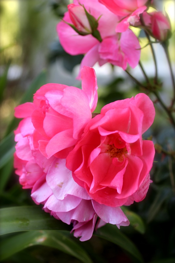 passionate kisses floribunda rose