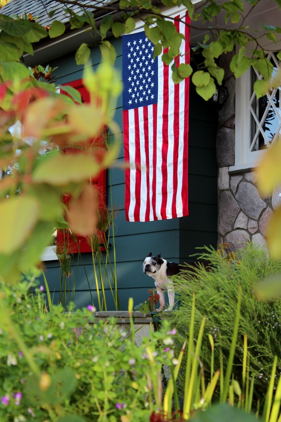 american flag and boston terrier