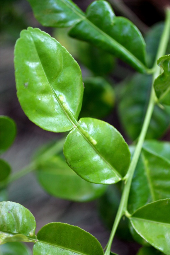 double-lobed kaffir lime leaf