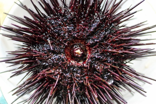 sea urchin mouth