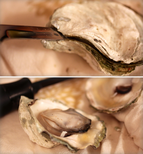 how to shuck an oyster
