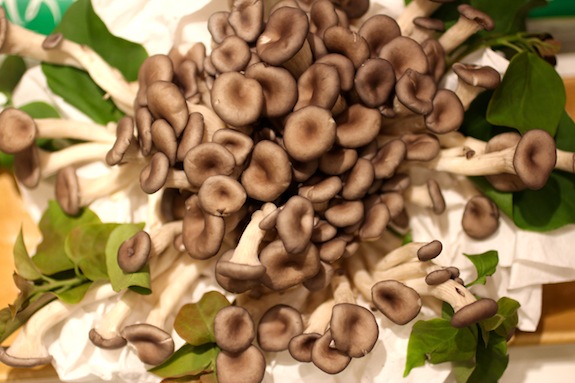 Matari Baby Oyster Mushroom