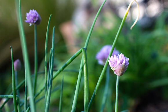 Chives in the Garden