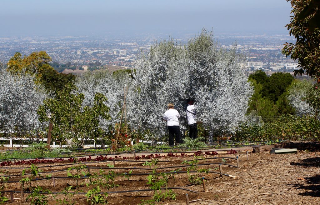 Olive Harvest Celebration and Palos Verdes Pastoral