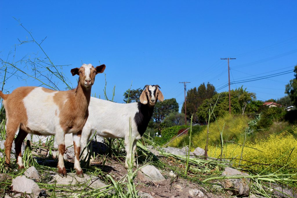 Adopt-A-Goat and Charred Goat Cheese Salad