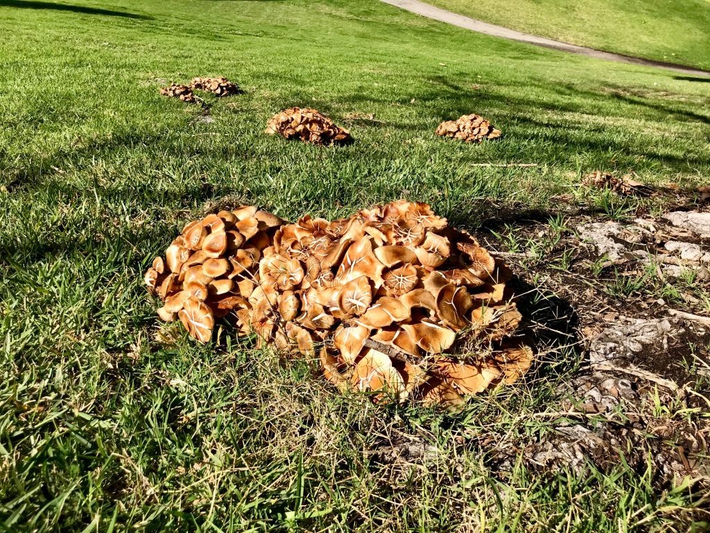 Wild Mushrooms