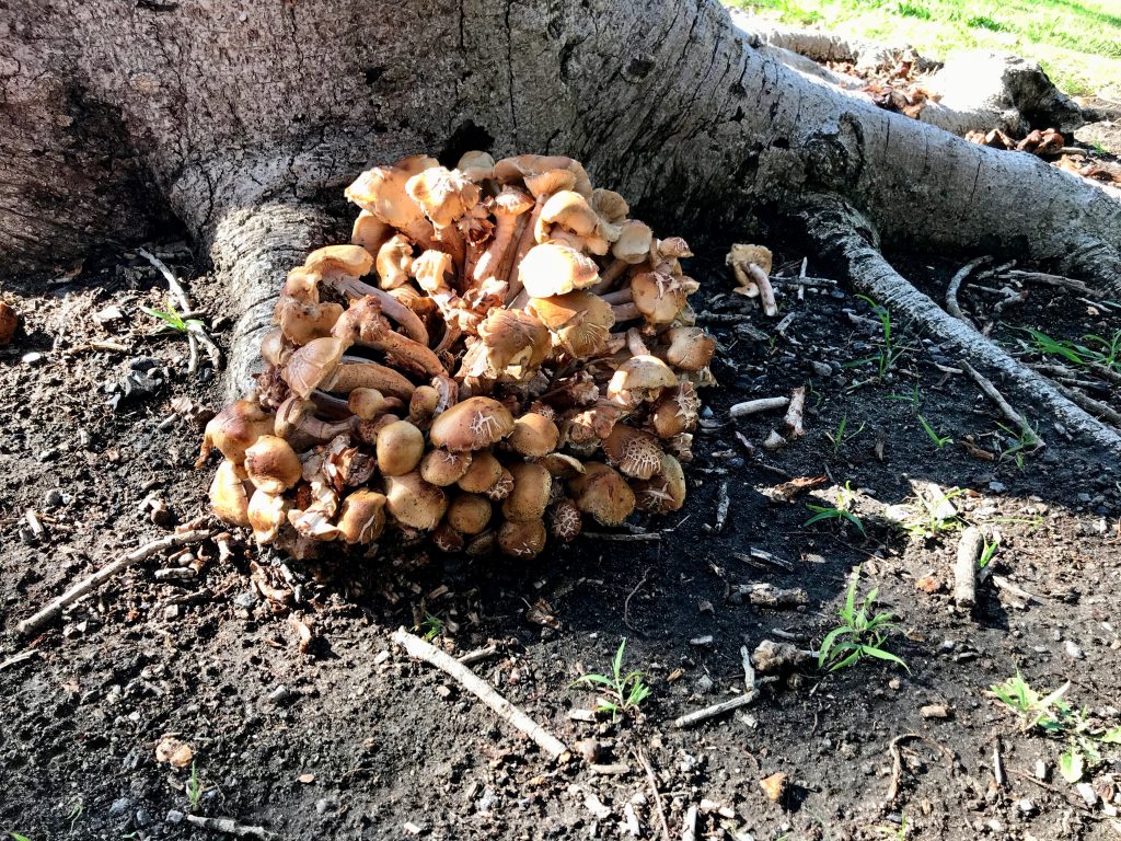 Wild Mushrooms