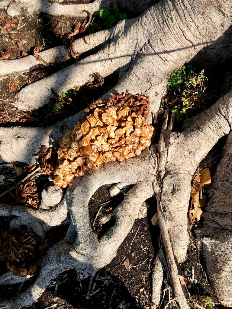 Wild Mushrooms