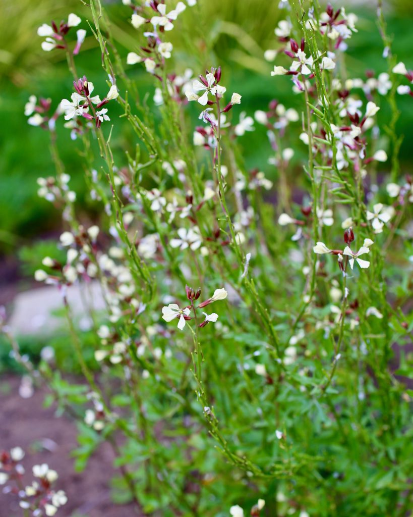 wild arugula