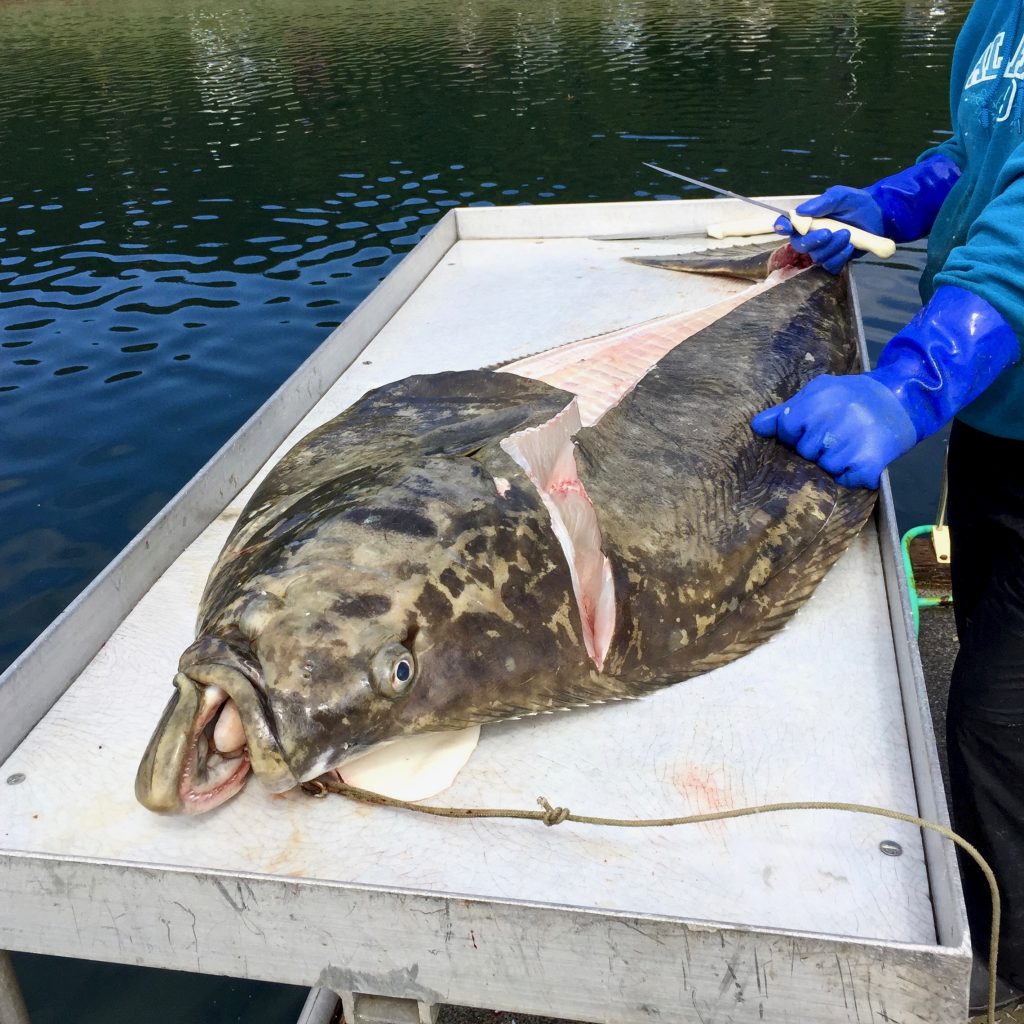 Halibut from the Icy Strait Waters off of Hoonah, Alaska