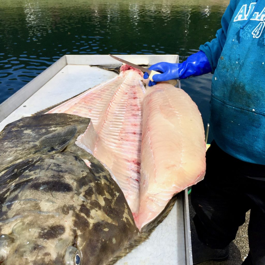 Halibut from the Icy Strait Waters off of Hoonah, Alaska