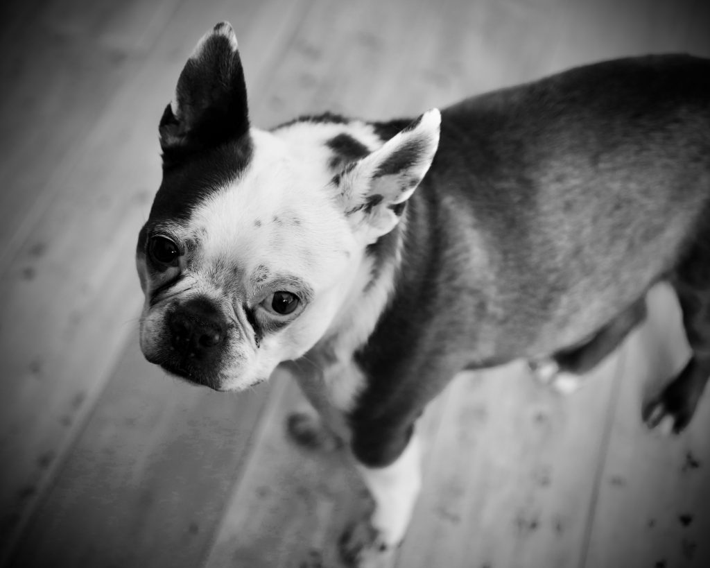 Boston Terrier Christmas