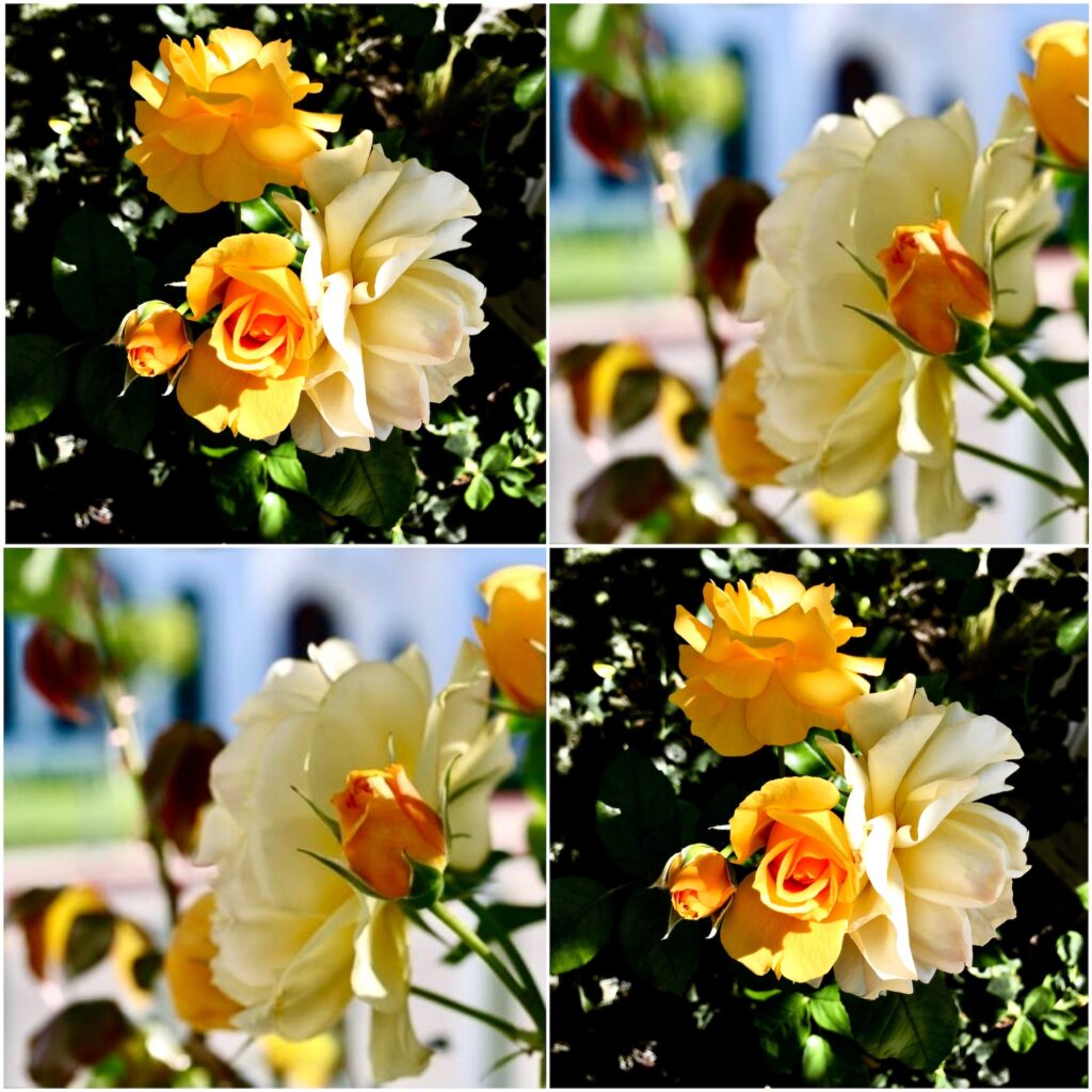 Julia Child Floribunda Roses